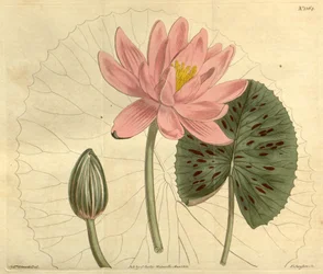 Nymphaea pubescens